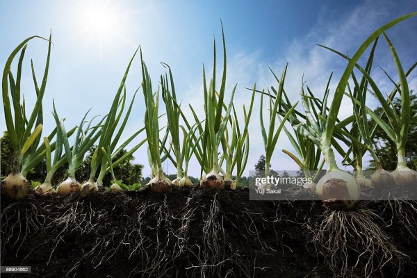 Kraken рабочая ссылка onion