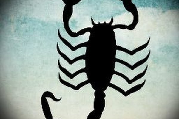Kraken 20at