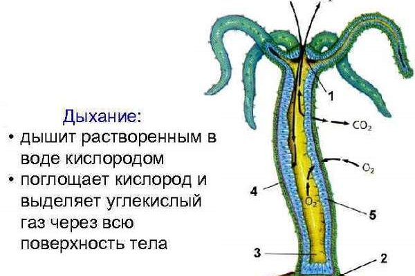 Кракен маркет даркнет слушать